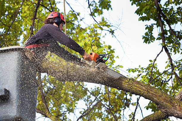 Best Tree Pruning Services  in USA